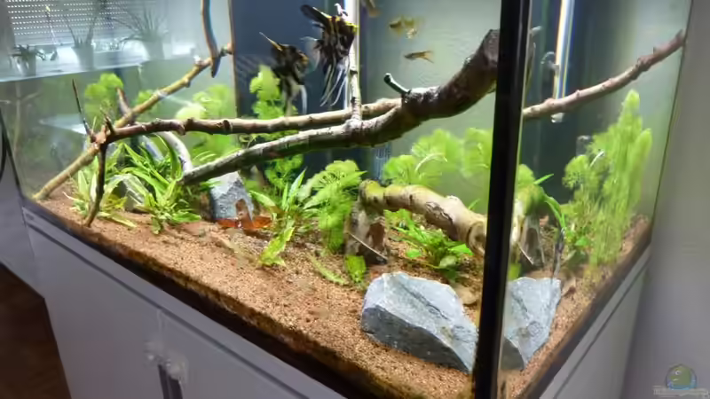 Aquarium Eheim incpiria 300 von Fitti (2)