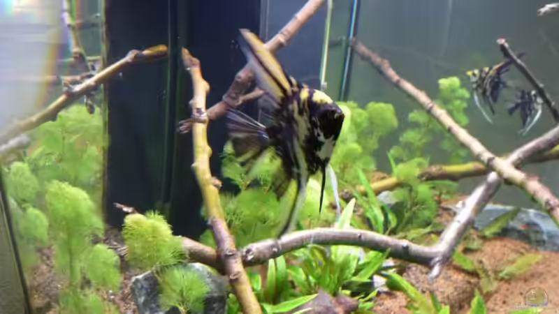 Aquarium Eheim incpiria 300 von Fitti (4)