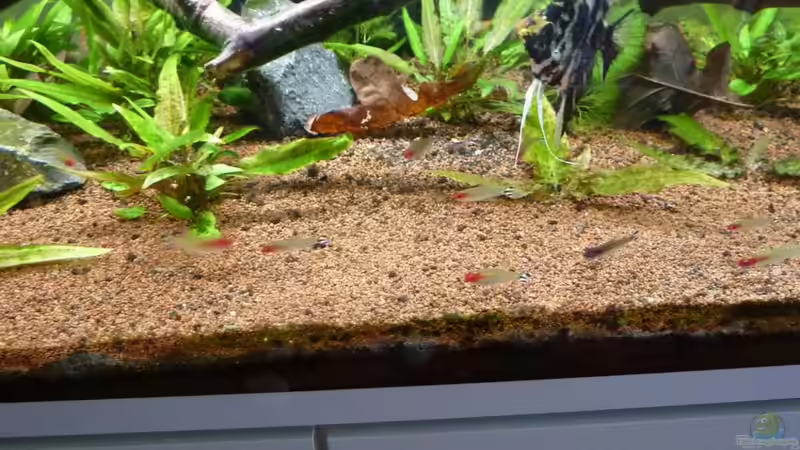 Aquarium Eheim incpiria 300 von Fitti (5)