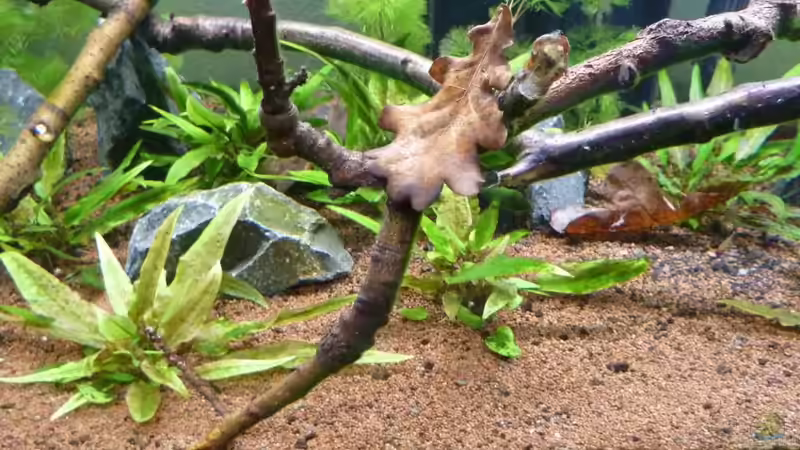 Aquarium Eheim incpiria 300 von Fitti (6)