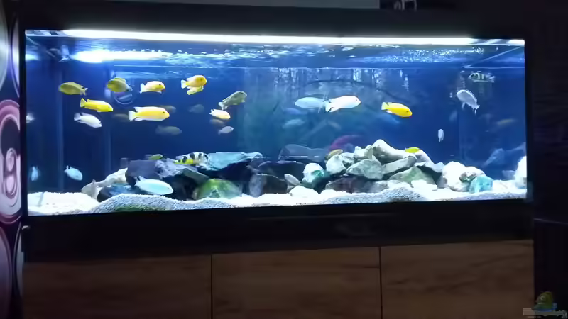 Aquarium Eheim Incpiria 530 von Ingo Weyer (2)