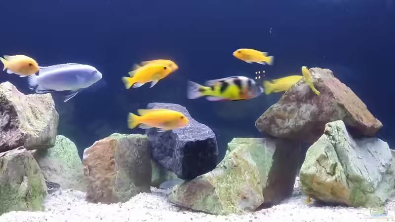 Aquarium Eheim Incpiria 530 von Ingo Weyer (4)