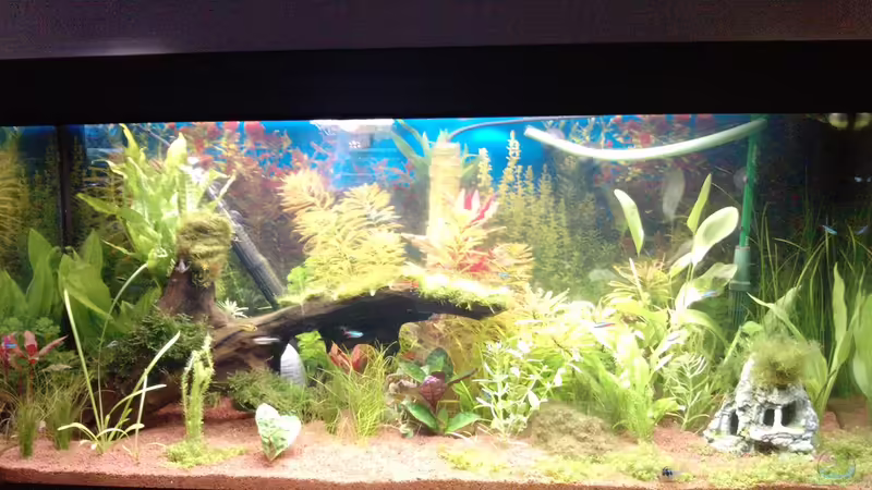 Aquarium eheim mp scubaline120 von Mike Schl. (8)