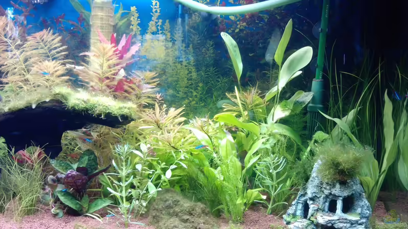 Aquarium eheim mp scubaline120 von Mike Schl. (9)