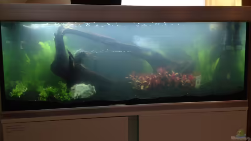 Aquarium EHEIM proxima 325 von AdAbsurdum (5)