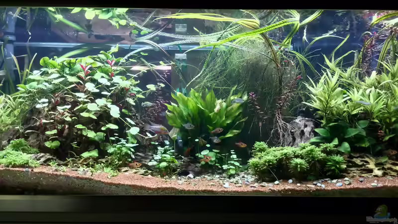 Aquarium Eheim Proxima von Petra (2)