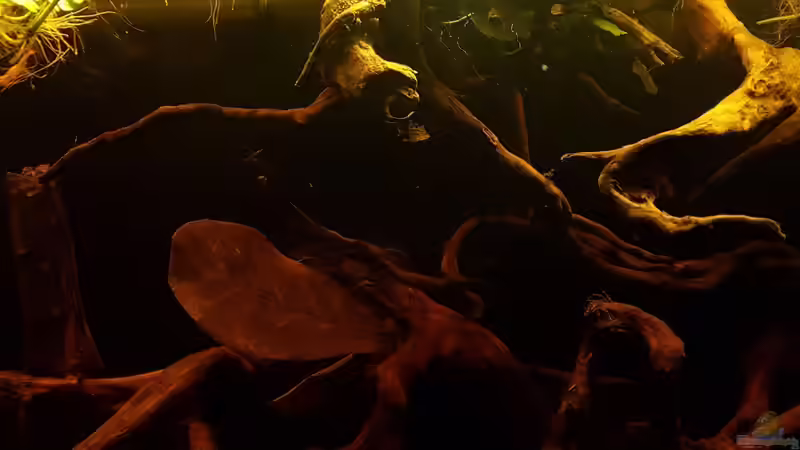 Aquarium Eheim Vivaline LED 180 von Peter Kozma (5)