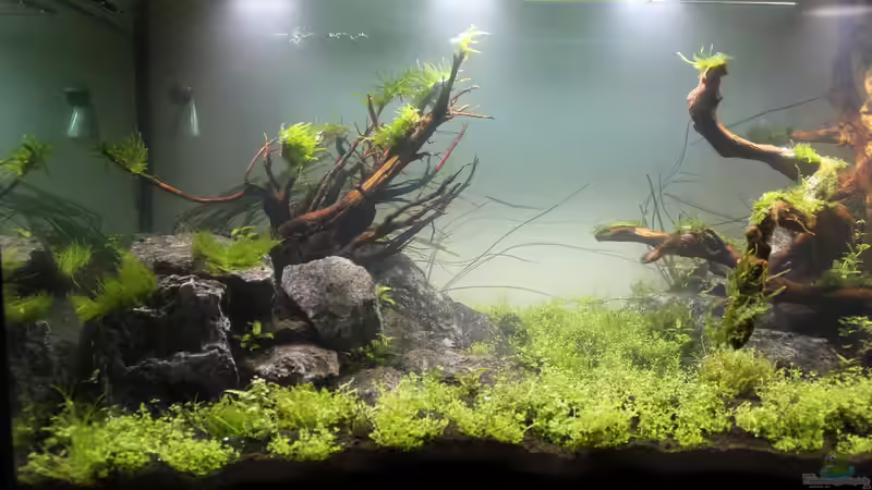 Aquarium Eierlegende Wollmilchsau von Martin Lange (15)