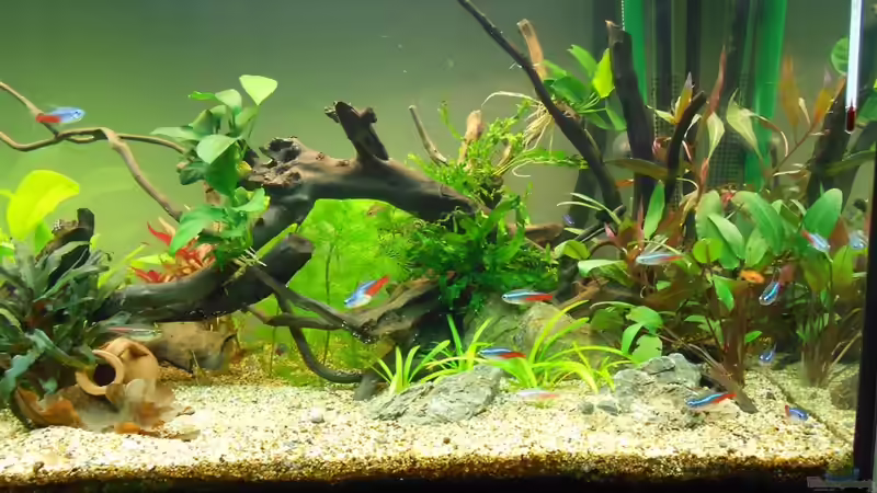 Aquarium Ein schönes miteinander von FIsch89 (6)