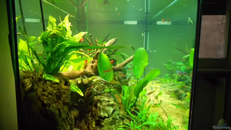 Aquarium Ein schönes miteinander von FIsch89 (7)