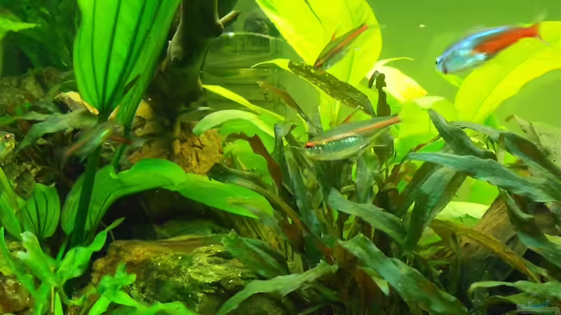 Aquarium Ein schönes miteinander von FIsch89 (8)