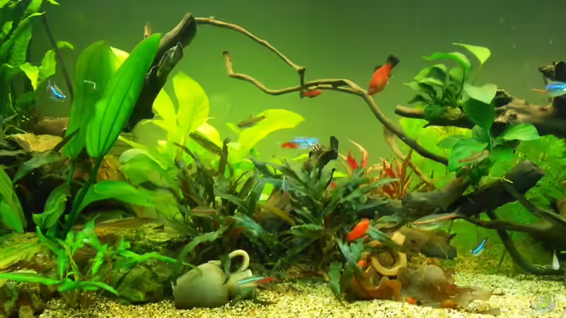 Aquarium Ein schönes miteinander von FIsch89 (9)