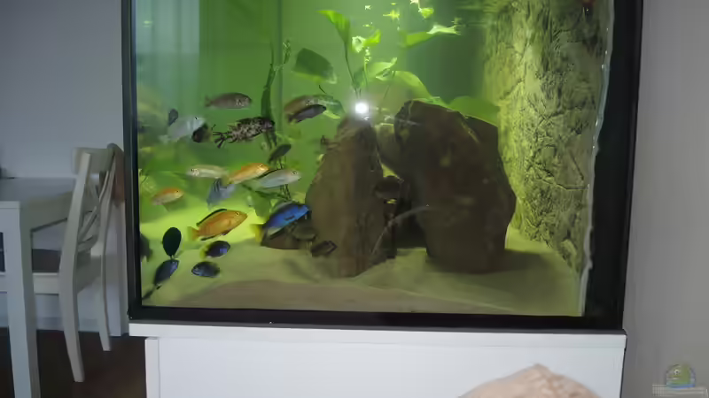 Aquarium Ein Stück Malawisee von Caroline (3)