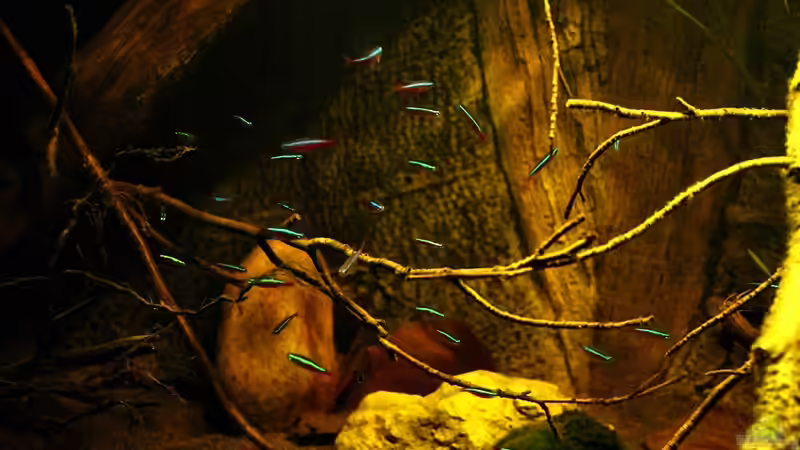 Aquarium Ein Stück Südamerika von marxbre (11)