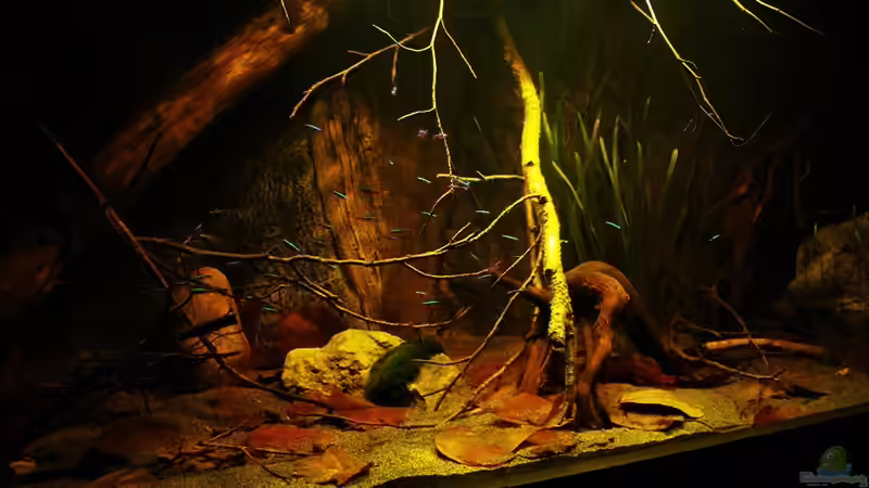 Aquarium Ein Stück Südamerika von marxbre (12)