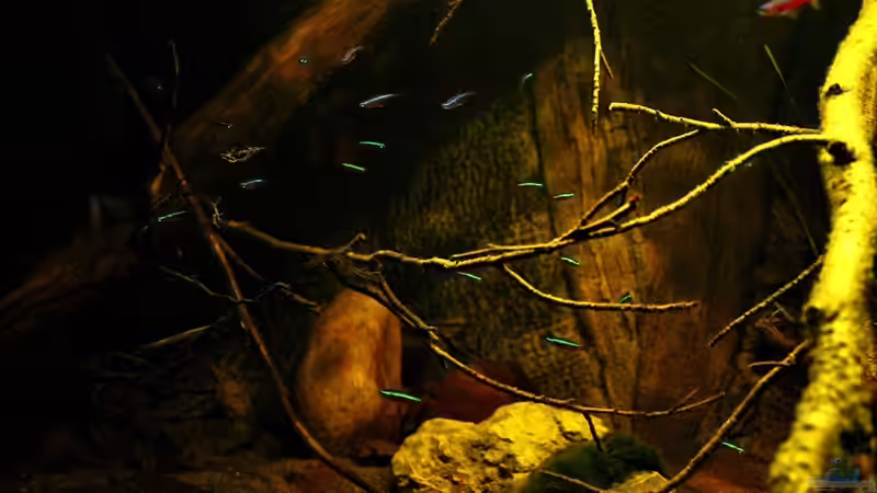 Aquarium Ein Stück Südamerika von marxbre (13)