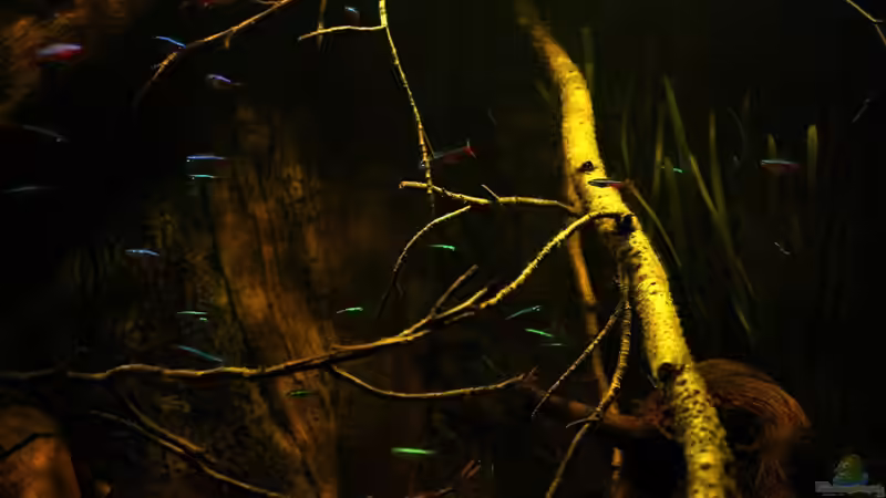 Aquarium Ein Stück Südamerika von marxbre (14)