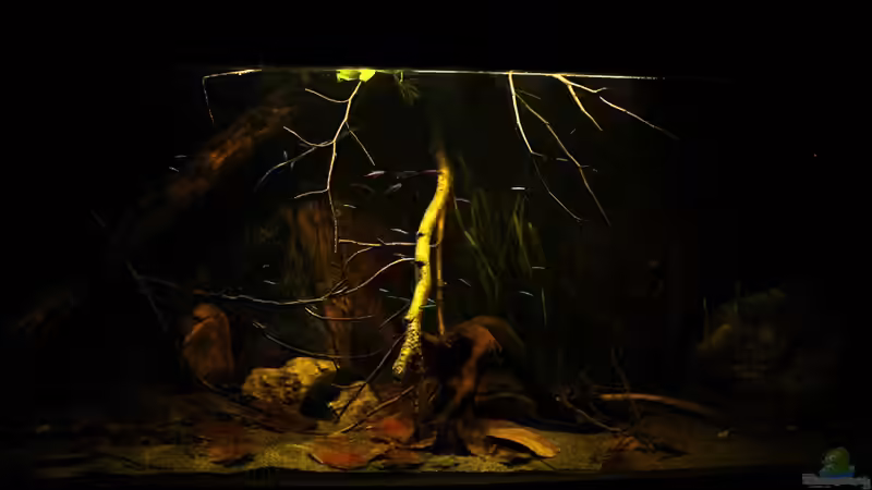 Aquarium Ein Stück Südamerika von marxbre (15)