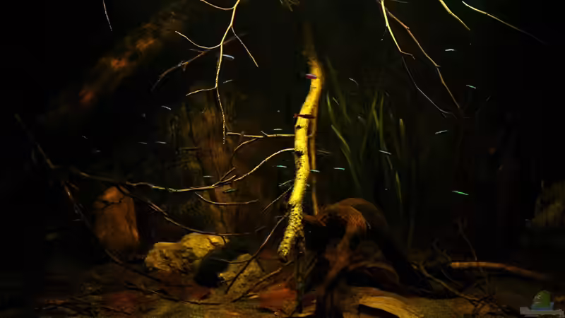 Aquarium Ein Stück Südamerika von marxbre (16)