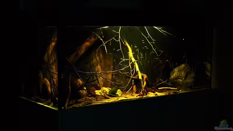 Aquarium Ein Stück Südamerika von marxbre (2)