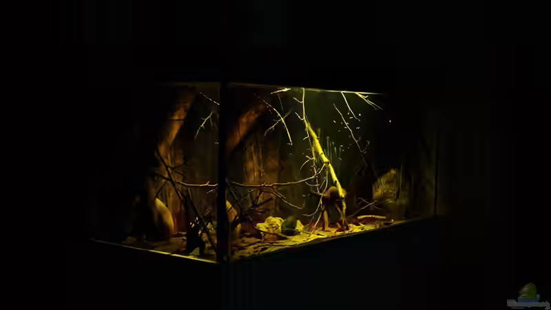 Aquarium Ein Stück Südamerika von marxbre (3)