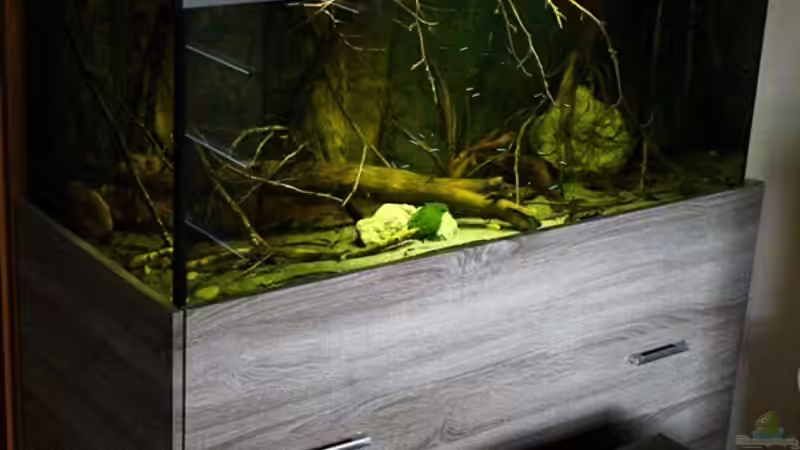 Aquarium Ein Stück Südamerika von marxbre (5)