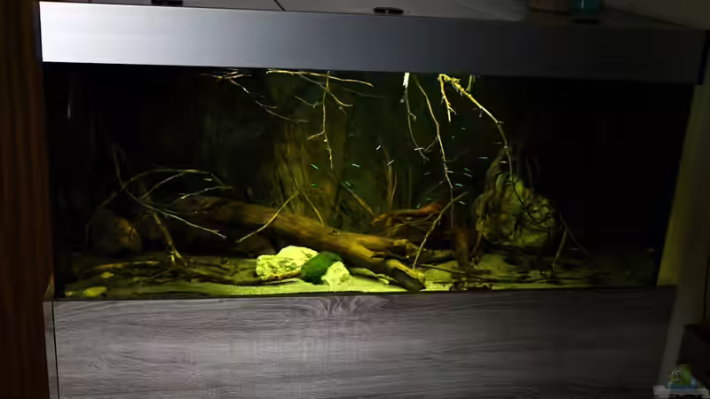 Aquarium Ein Stück Südamerika von marxbre (6)