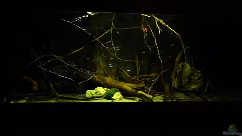 Aquarium Ein Stück Südamerika von marxbre (7)