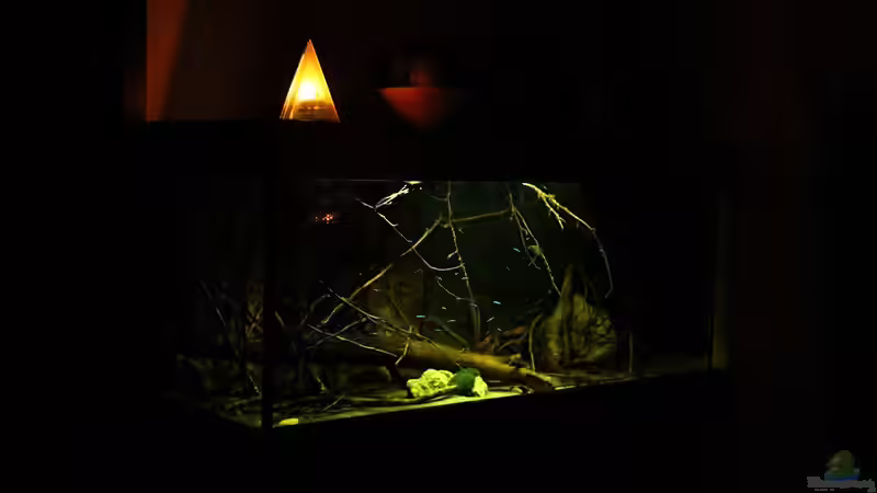 Aquarium Ein Stück Südamerika von marxbre (8)