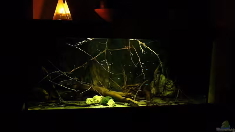 Aquarium Ein Stück Südamerika von marxbre (9)