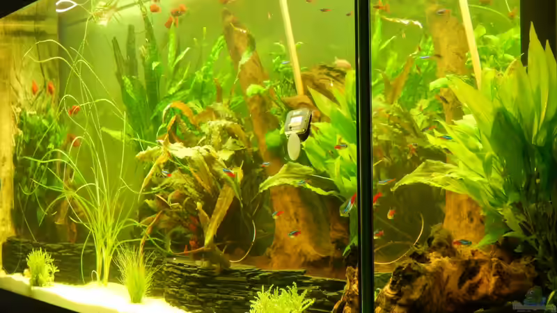 Aquarium eine neue Welt von Heinz Von B1 (3)