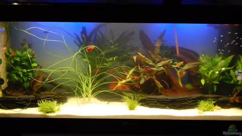 Aquarium eine neue Welt von Heinz Von B1 (6)