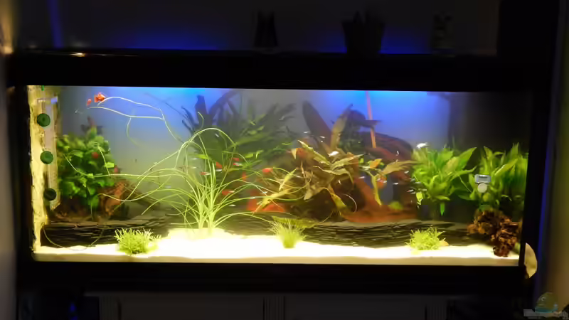 Aquarium eine neue Welt von Heinz Von B1 (7)