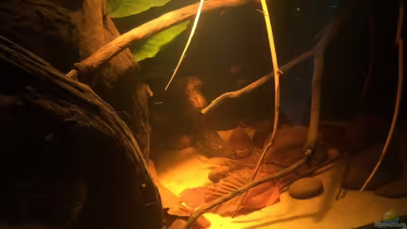 Aquarium Eingetaucht von Judith P. (11)