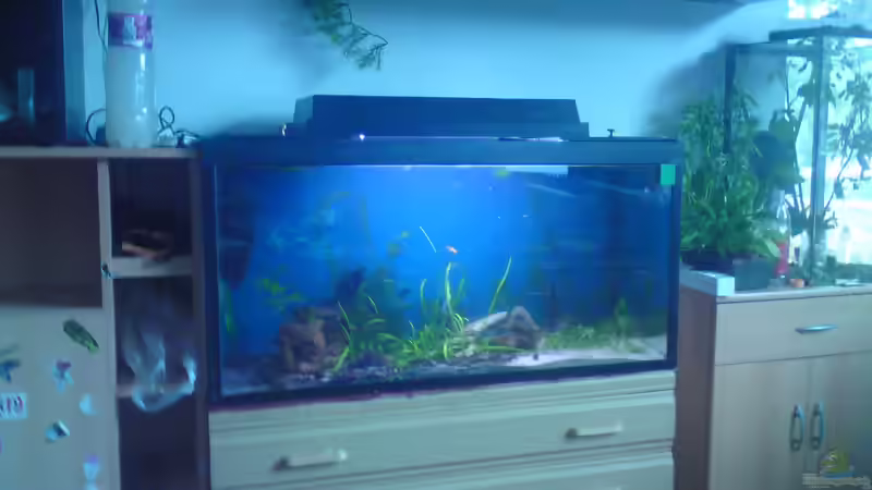 Aquarium Einlaufphase Naturbecken von Pinkie (4)