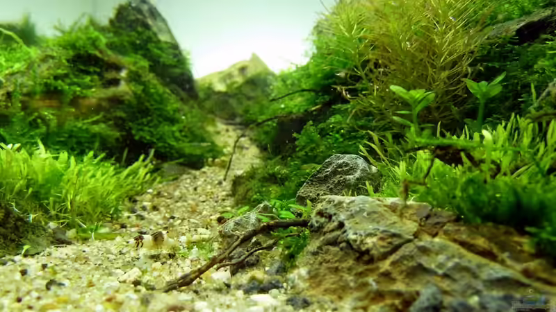 Aquarium Einst war das Chaos von -serok- (6)