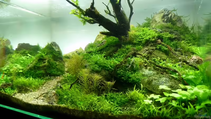 Aquarium Einst war das Chaos von -serok- (7)