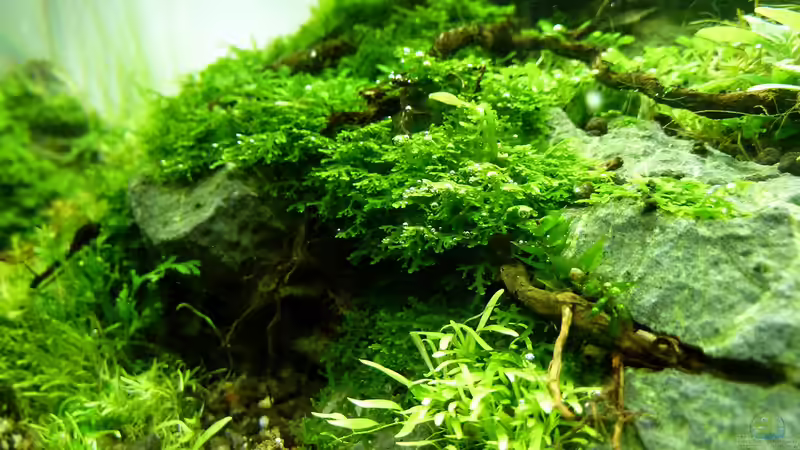 Aquarium Einst war das Chaos von -serok- (9)