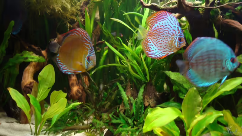 Aquarium Ekki´s von ekki (2)