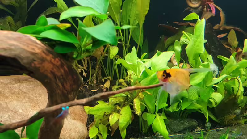 Aquarium EliJac&#039;s Amazonas Tank von EliJac (3)