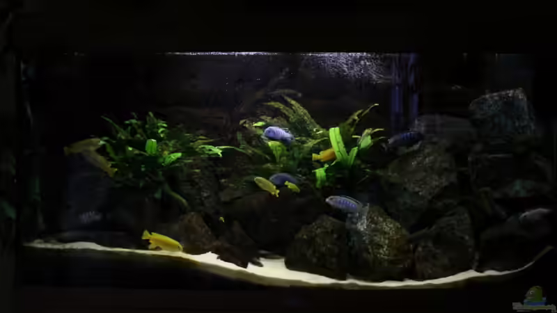 Aquarium Elmar´s Malawibadewanne von Philosoph (2)