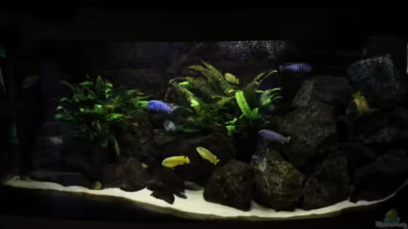 Aquarium Elmar´s Malawibadewanne von Philosoph (3)
