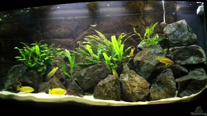 Aquarium Elmar´s Malawibadewanne von Philosoph (4)