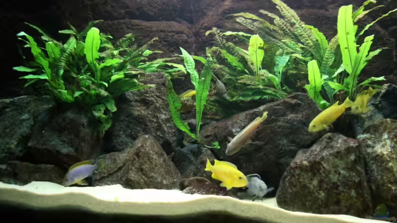 Aquarium Elmar´s Malawibadewanne von Philosoph (5)