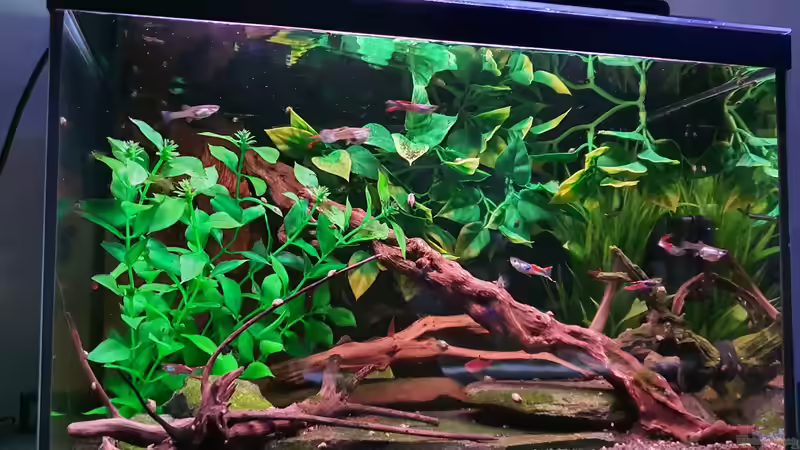 Aquarium Endlerzuchtparadies von Malawi-Guard (2)