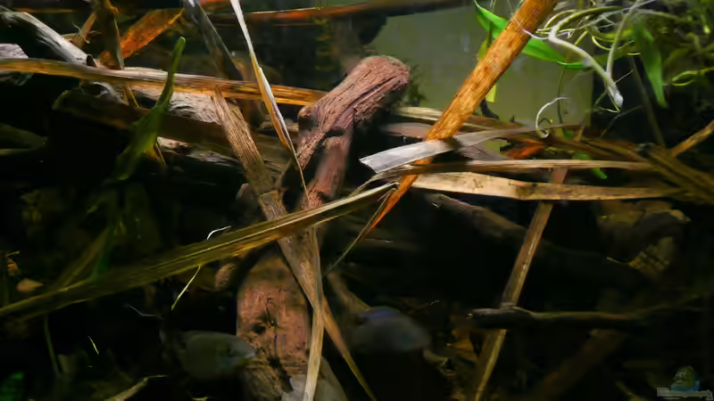 Aquarium Enigmatochromis II von Cichlid Power (2)