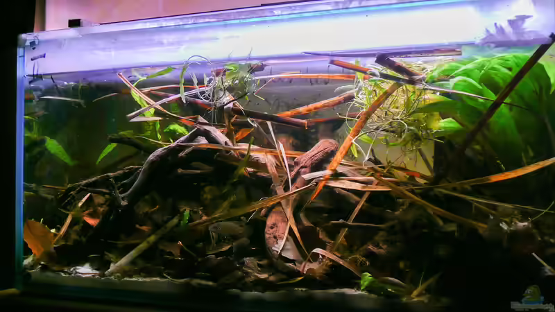 Aquarium Enigmatochromis II von Cichlid Power (4)