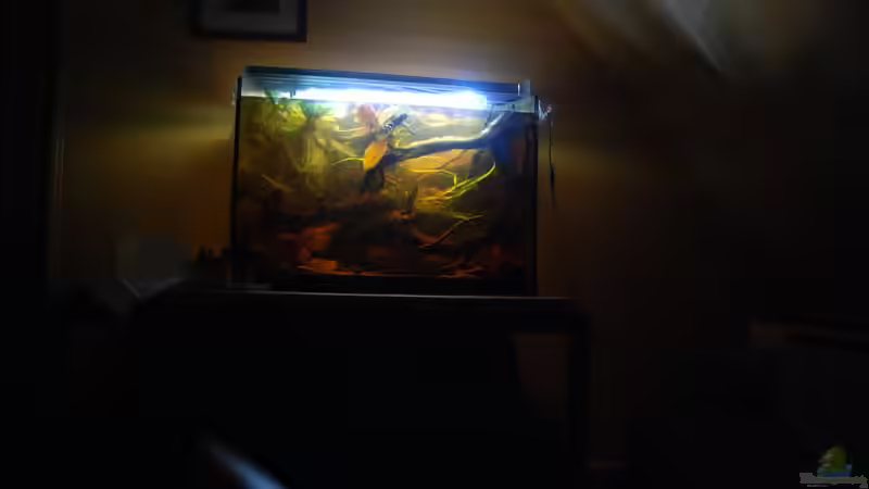 Aquarium Enigmatochromis von Cichlid Power (4)