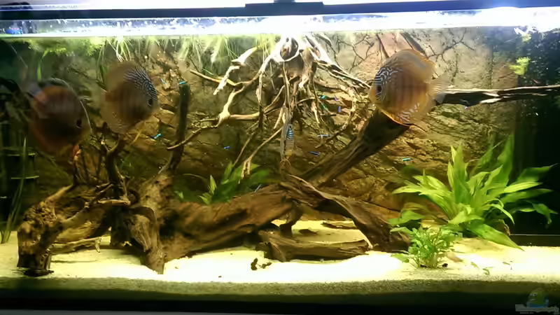 Aquarium Erfüllter Traum(nur noch als Beispiel) von Ottche (2)