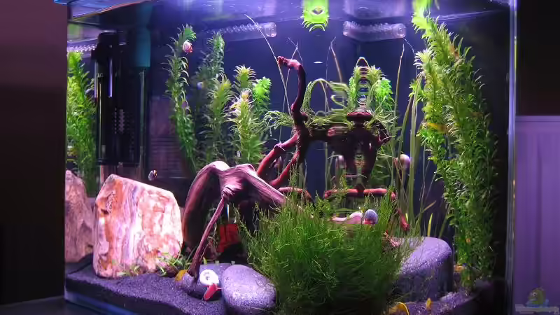 Aquarium Erinnerung von max-sonic (3)